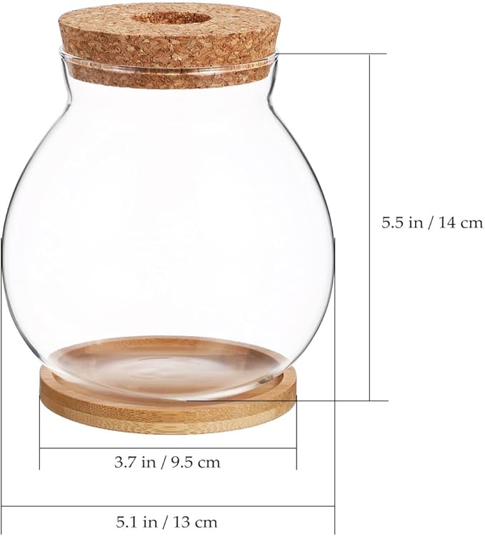 balacoo Betta Fish Bowl Glass Betta Tank with Cushion Hydroponic Plant Terrarium for Home Office Decoration Small Fish Tank for Aquatic Ecosystem