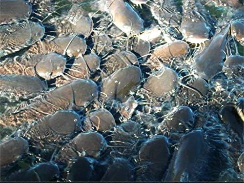 Nature's Canvas Catfish Feed Big Strike 32% Protein Floating Fish Food 40 Pounds
