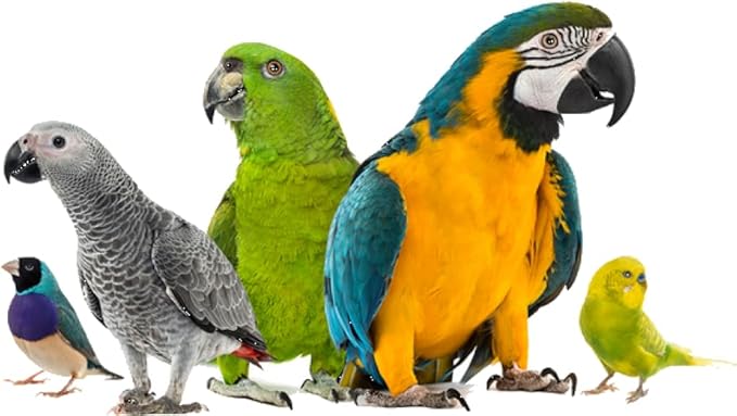 4 in 1 Powder for Pigeon and Birds Treatment 100g for Pigeons and Birds (Powder ONLY 100G)