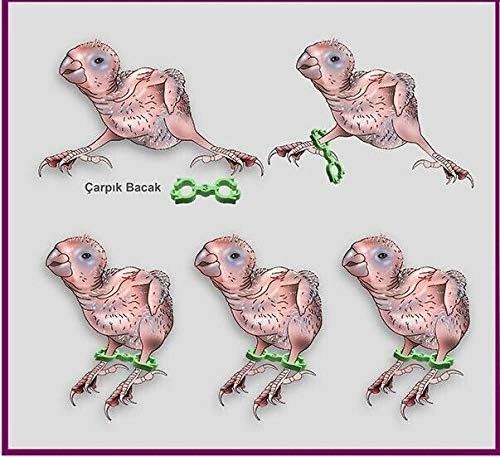 10 Conure Cockatiel Lovebird Splayed Leg Treatment Bracelet 10 Hobble Braces Bird Bands Leg Rings 5 mm, 6mm, 7mm
