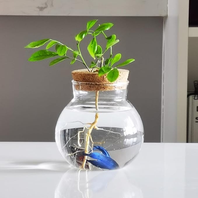 Balacoo glass fish tank propagation jars glass terrarium with cork terrarium jar goldfish bowl glass hydroponic vase small terrarium desktop aquarium fish bowl terrarium glass jar plant