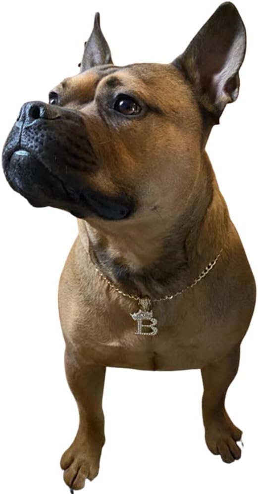 Initial Letter Cuban Chain Dog Chain Pet Chain Pet, Cat, Puppy Chain (20", B)