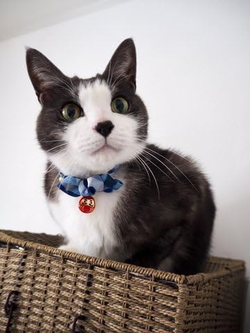 Necoichi Daruma Charm Bow Tie Cat Collar (Blue)