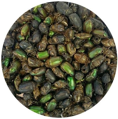 Exotic Nutrition 2 LB Beetle Craze Chicken Feed | High Protein Dried Beetles | Better Than Mealworms
