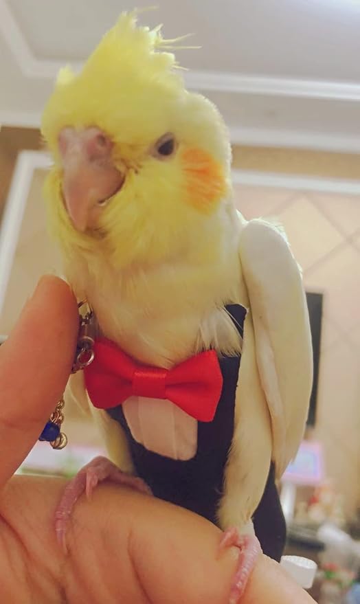 Bird Flight Suits Diapers, Parrot Flight Suits Diapers for Monk Parakeets, Cockatiels Flight Suits, Parrot Clothes, Bird Training Nappy Suit Liners Clothes (Large,Black)