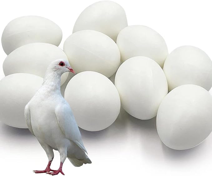 10pcs Solid Plastic Pigeon Eggs Fake Eggs for Racing Pigeons Hatching Supplies