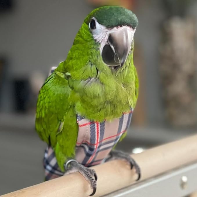Avian Fashions FeatherWear FlightSuit Custom Wide(7.5) Bird Diaper in BirBerry