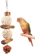 Bird Chew Toy for Pet Bird Parrot Sola Ball Natural Nuts Pinecone Chewing Toy for Small Parakeet Cockatiel Conures Finch Budgie (L)