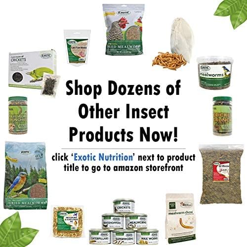 Exotic Nutrition Dried Black Soldier Fly Larvae (1.5 oz.) - High-Calcium Insect Treat - Chickens, Wild Birds, Hedgehogs, Bluebirds, Reptiles, Sugar Gliders, Opossums, Skunks, Lizards, Fish