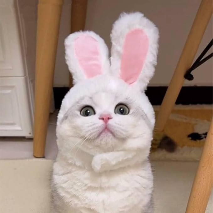 Cat/Dog Costume for Halloween, Parties and Pictures (Bunny)
