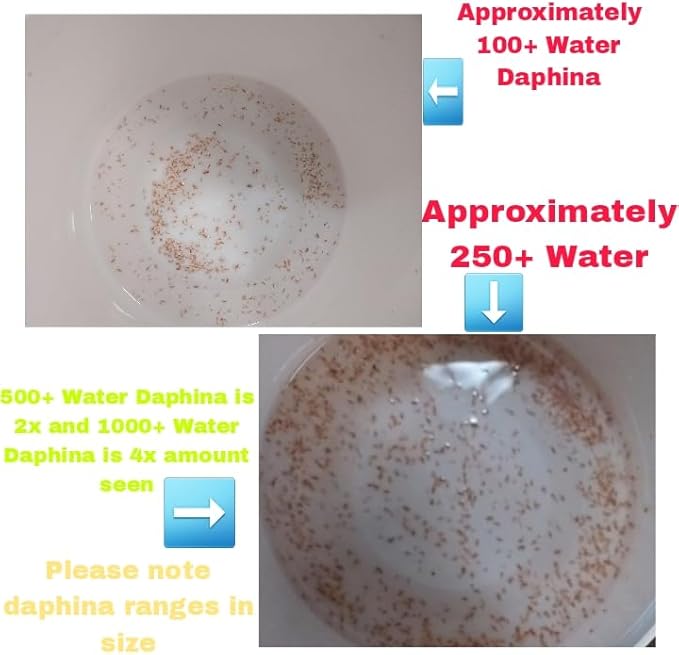 Starter Booster Pack 100+ Water Daphnia and 3 Triple Filtered Rainwater Starter
