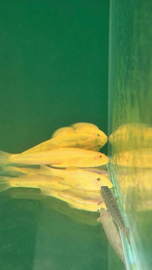 Extremely RareHillstream Loach Algae Eater Full Gold 24k VIP