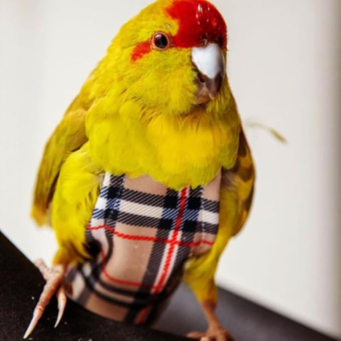 Avian Fashions FeatherWear FlightSuit Custom Wide(7.5) Bird Diaper in BirBerry