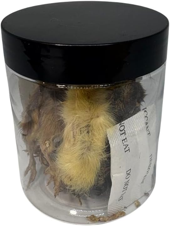 Undique Whole Quail for Carnivore Pets - Premium Quality Natural Pet Treats - Natural Prey Feeding - Freeze-Dried for Essential Nutrients and Enzymes - Quality Protein Source Small Size 5 Count