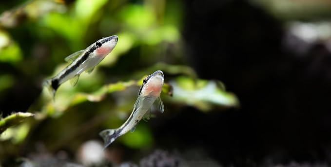 Swimming Creatures 5 PCS Assorted Tropical Fish Combo Pack (Selections from Rasboras, Rainbowfish, Plecos, Corydoras, Catfish, Loaches & More!) Freshwater Aquarium Fish Live