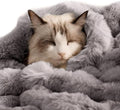 Self-Warming Cat Blanket for Indoor Cats & Small Dogs, Dual-Side Sherpa Plush Throw, Anti-Static Shared Couch Mat for Crate & Travel, Machine Washable No Shrink, 28x22 Inch Gray