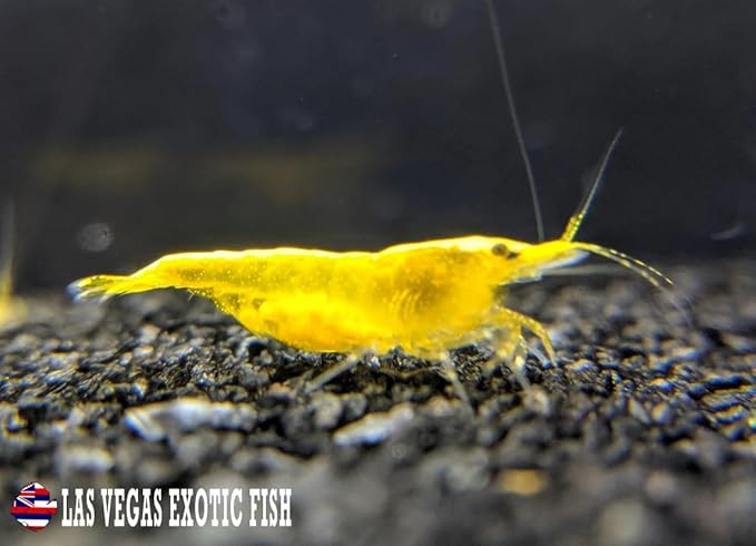 Las Vegas Exotic Fish™ Neocaridina Shrimp Live Freshwater Shrimp Aquarium Inverts (Live Guarantee or Replacemnt is Free) (Mix, 20) Free Plant