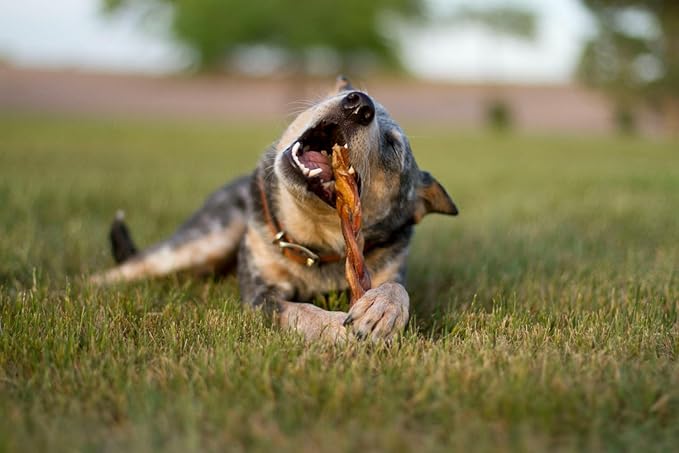 Redbarn Pet Products All Natural 8"-12" Braided Bully Sticks for Medium & Large Dogs - Healthy Long Lasting Beef Chews Variety Party Pack - Single Ingredient Low Odor Rawhide Free - 1 lb Bag