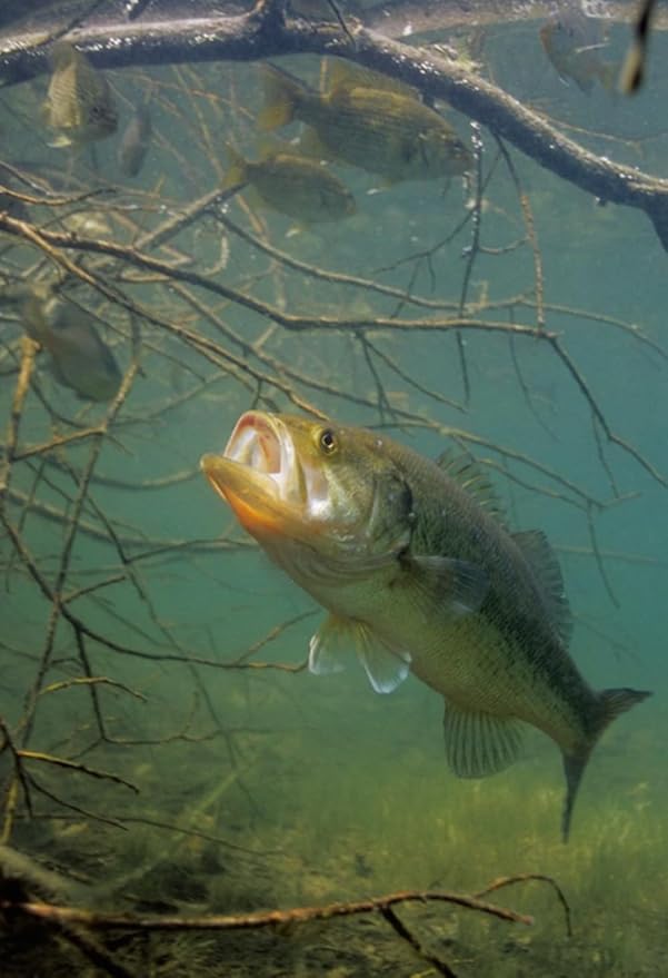CountryMax Floating Sportfish Game Fish Food – 32% Protein, 7 lb Bag – Ideal for Bass, Bluegill, Catfish, Carp, Minnows & More – Pond & Lake Use