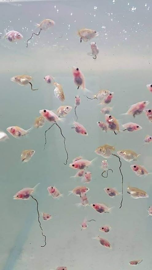 A.D.P. UTH Fish Food Fresh Artemia Cysts Brine Shrimp 45 g. Tropical Fish Food Grow Faster & Color Enhancer Slow Sinking Like Pellets High Protein 56% for All Baby Fry Newborn Fish Feed & Small Fish