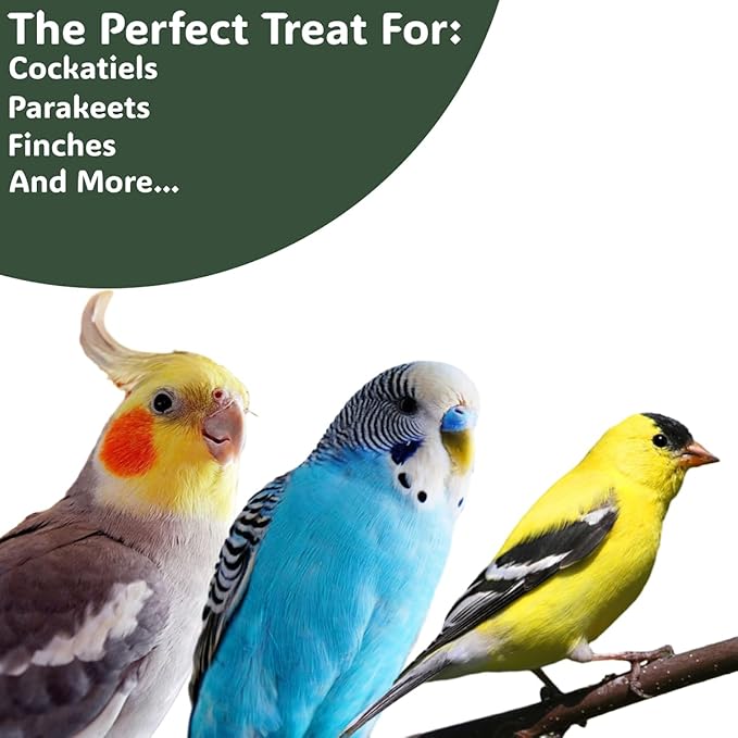 Natural Spray Millet 1lb (Only Edible Tops) Stemless- Non-GMO, Chemical-Free, Hand-Harvested Fresh Treat for Parakeets, Cockatiels, Finches, and Small Pets
