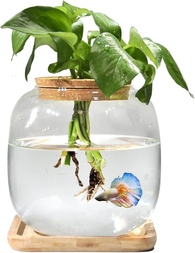 Fish Bowl Glass Small Betta Fish Tank with Bamboo Stand, Plant Propagation Station Hydroponic Terrarium with Lid Small Aquarium 0.6 Gallon