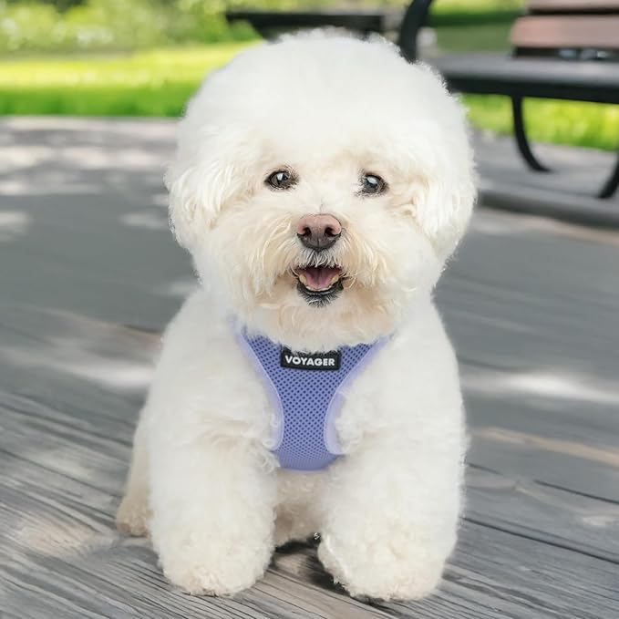 Best Pet Supplies Voyager Step-in Air Harness - All Weather Mesh, Reflective, No Pull Harness for Dogs, Cats - Secure with Hook & Loop Fastener, Buckle, Double D-Rings - Lavender, L