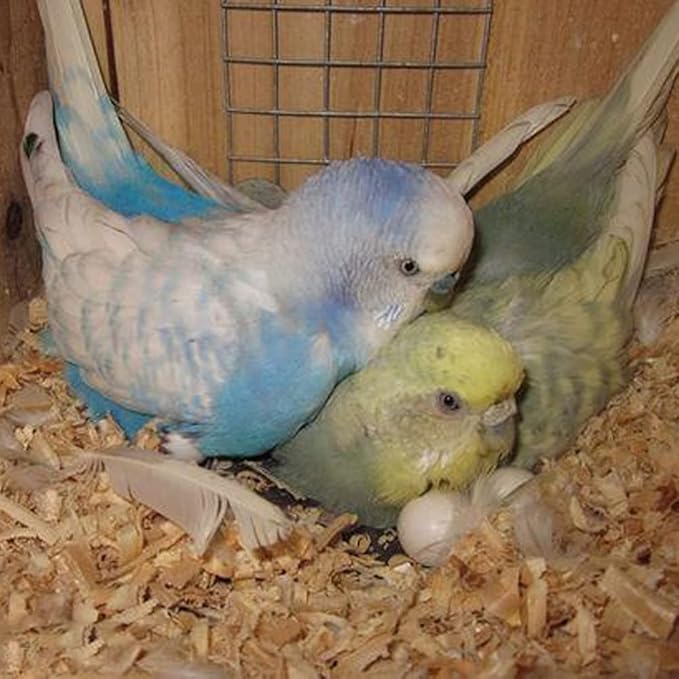 8Pcs Fake Bird Eggs, Stop Egg Laying fit Parrotlet, American Parakeet, Budgie, Diamond-Dove Artificial Eggs 14mm*19mm
