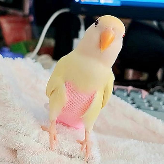 5 Pcs Summer Holey Style Bird Diaper Parrot Nappy Reusable Flight Suit with Waterproof Inner for Parakeet Cockatiel Macaw Budgie Lovebird Conure (Pigeon)