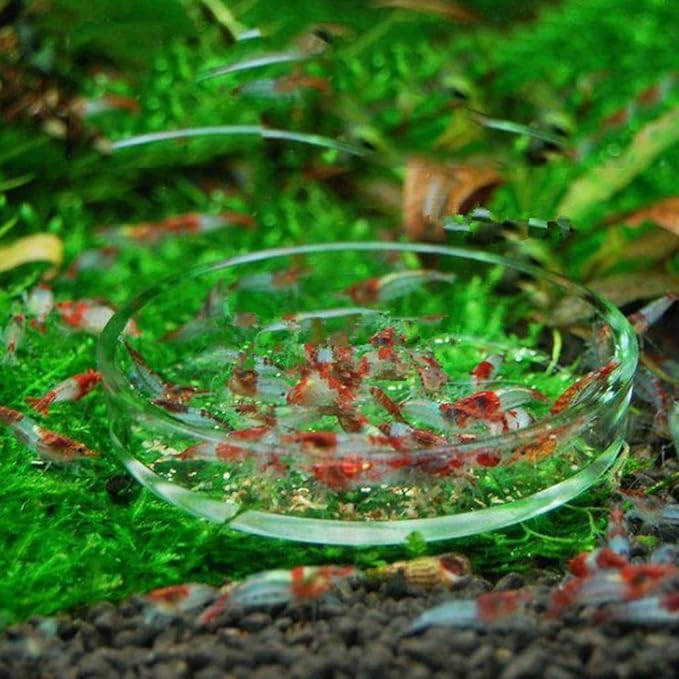 Fish Tank Feeding Bowl Dish Tray Feeder Aquarium Shrimp Glass - A