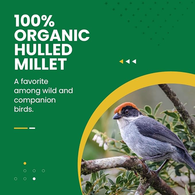 Bird Street Bistro Hulled Millet Bird Seed - Bird Food for Canary, Finches, Small Wild Birds - No Harmful Substances, No Fillers