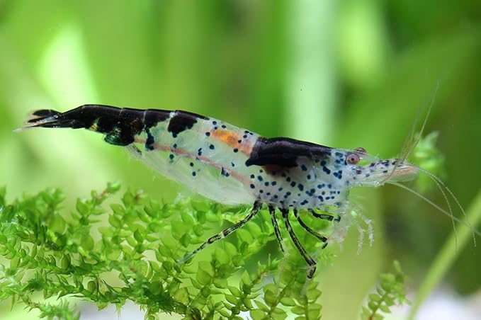Las Vegas Exotic Fish™ Neocaridina Shrimp Live Freshwater Shrimp Aquarium Inverts (Live Guarantee or Replacemnt is Free) (Carbon Rili, 20)