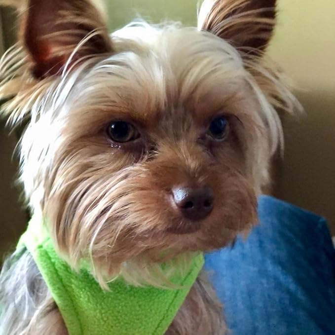 Gooby - Stretch Fleece Vest, Pullover Fleece Vest Jacket Sweater for Dogs, Grass Green, X-Small