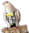 Bev's Bird Boutique Regular Flyper Adjustable Bird Diaper | Reusable, Washable Cloth | Comfort Fit for Parrot, Cockatiels, & Other Small Birds | Fashionable Avian Accessories, Retro Tux, Size 9