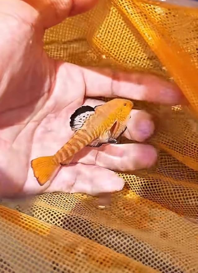 Cyberstar Hillstream Loach Super Sexy Lace Fin Limited Aquarium Live Fish