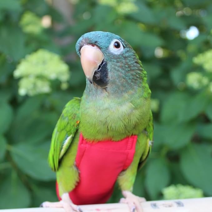 Avian Fashions FeatherWear FlightSuit X-Large(12) Bird Diaper in Red