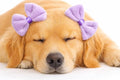 Dog Double Bow Headband Set of 3, Adjustable Elastic Dog Headbands for Small & Medium Dogs, Puppy Head Bows, Dog Hair Accessories for Grooming, Photos & Holiday Occasions