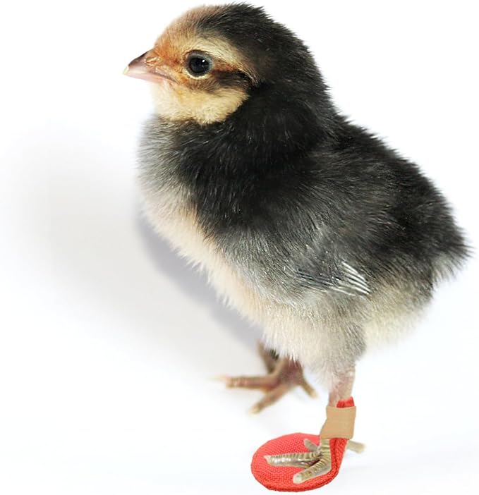 2 Pack Chick Hobble Brace Chick Splay Leg Brace for Newly Hatched Chicks Baby Goslings Juvenile Birds
