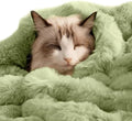 Self-Warming Cat Blanket for Indoor Cats & Small Dogs, Dual-Side Sherpa Plush Throw, Anti-Static Shared Couch Mat for Crate & Travel, Machine Washable No Shrink, 28x22 Inch Green