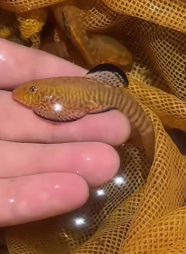 Cyberstar Hillstream Loach Super Sexy Lace Fin Limited Aquarium Live Fish