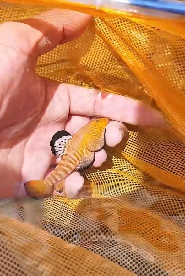 Cyberstar Hillstream Loach Super Sexy Lace Fin Limited Aquarium Live Fish
