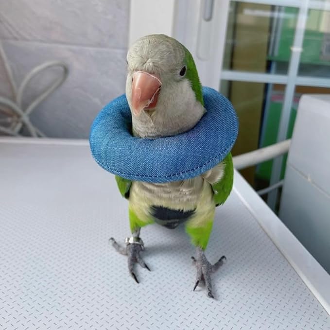 Parrot Neck Collar Pet Anti-bite Picking Feather Healing Protective Neck Cover Collar for Birds Conures Cockatiels Lovebirds Budgies Cockatoos African Grey Random Color (L)