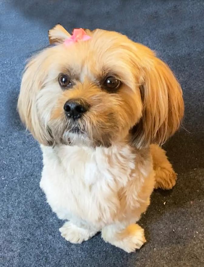 Cute Puppy Supplies Dog Accessories for Large and Medium Dogs - Hair Bows and Pet Grooming Products - 8ct Small Dog Bows Girl Hair Clips (1 inch)