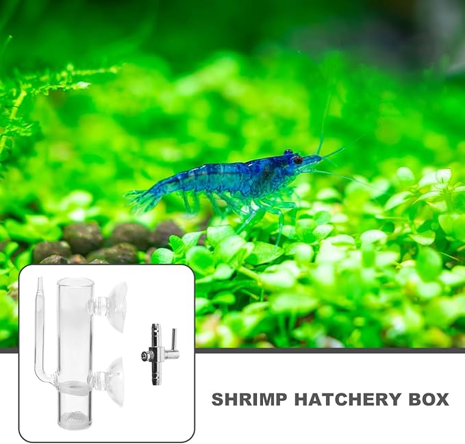 VOSAREA 1 Set Glass Shrimp Hatchery Box Suction Incubator for Brine Shrimp Eggs Fish Breeder Container with Isolation Design Easy to Clean for Aquatic Farming