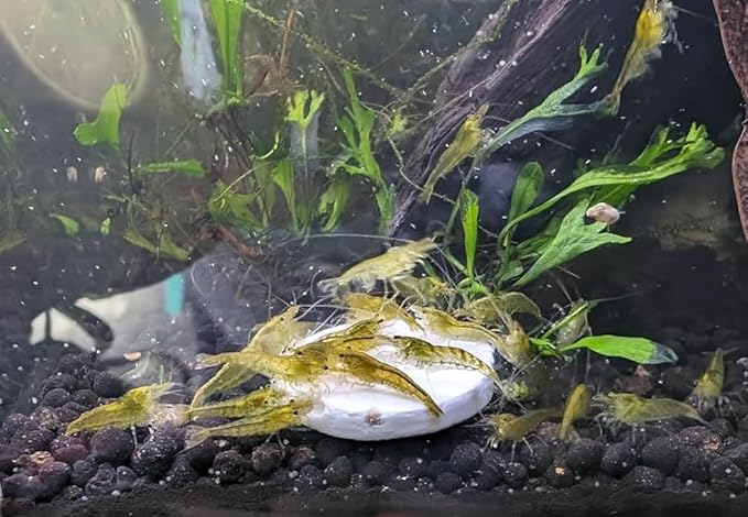 Aquatic Foods Inc. Calcium Enriched Sinking Food Disks and Holiday Feeding Food for Shrimp, Snails, Crabs, Crayfish, Hermit Crabs, Plecos, Catfish, All Tropical Fish. 100 Small Discs Jar