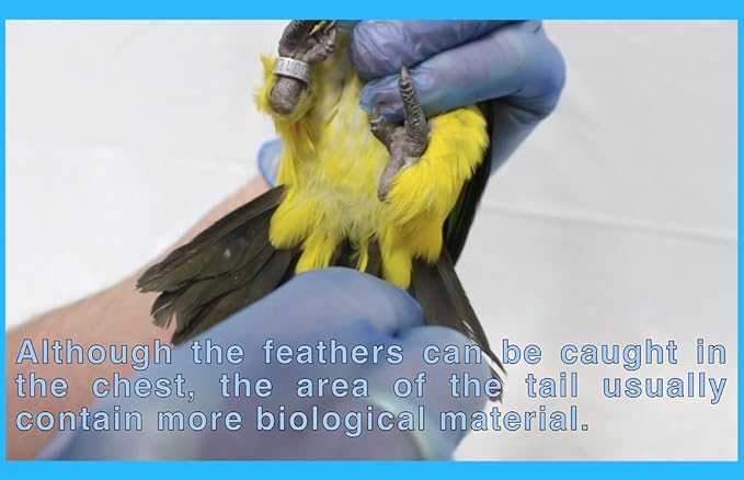 Parrot DNA Gender Test – Bird Sexing Kit for African Grey, Macaw, Budgerigar, Lovebird, Cockatoo, Indian Ringneck. Avian Gender Reveal. Trusted lab Service Based in The USA