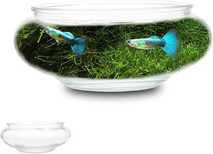 SUPVOX Glass Fish Bowl Round Aquarium Planter 5.90In Clear Hydroponic Vase Terrarium Container for Home Wedding Office Decor