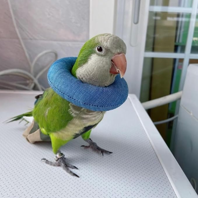 Parrot Neck Collar Pet Anti-bite Picking Feather Healing Protective Neck Cover Collar for Birds Conures Cockatiels Lovebirds Budgies Cockatoos African Grey Random Color (L)