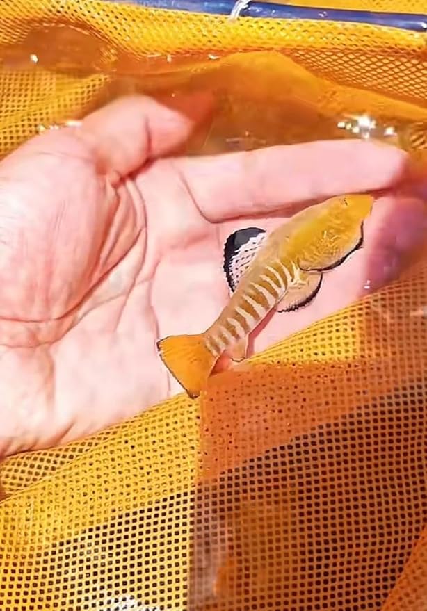 Cyberstar Hillstream Loach Super Sexy Lace Fin Limited Aquarium Live Fish