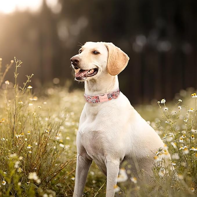 Unique style paws Dog Collar Metal Buckle Pink Rose Puppy Collar Flower Gift Durable Cute for Small Medium Large Boys Girls Dogs